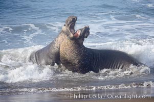 Male elephant seals (bulls) rear up on their foreflippers and fight in the surf for access for mating females that are in estrous.  Such fighting among elephant seals can take place on the beach or in the water.  They bite and tear at each other on the neck and shoulders, drawing blood and creating scars on the tough hides, Mirounga angustirostris, Piedras Blancas, San Simeon, California