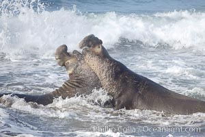 Male elephant seals (bulls) rear up on their foreflippers and fight in the surf for access for mating females that are in estrous.  Such fighting among elephant seals can take place on the beach or in the water.  They bite and tear at each other on the neck and shoulders, drawing blood and creating scars on the tough hides, Mirounga angustirostris, Piedras Blancas, San Simeon, California