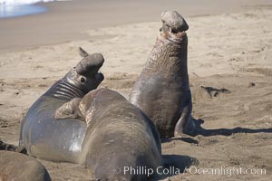 Male elephant seals (bulls) rear up on their foreflippers and fight for territory and harems of females.  Bull elephant seals will haul out and fight from December through March, nearly fasting the entire time as they maintain their territory and harem.  They bite and tear at each other on the neck and shoulders, drawing blood and creating scars on the tough hides, Mirounga angustirostris, Piedras Blancas, San Simeon, California