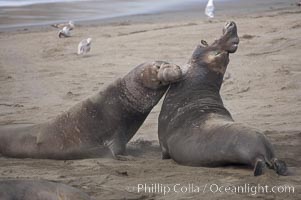 Male elephant seals (bulls) rear up on their foreflippers and fight for territory and harems of females.  Bull elephant seals will haul out and fight from December through March, nearly fasting the entire time as they maintain their territory and harem.  They bite and tear at each other on the neck and shoulders, drawing blood and creating scars on the tough hides, Mirounga angustirostris, Piedras Blancas, San Simeon, California