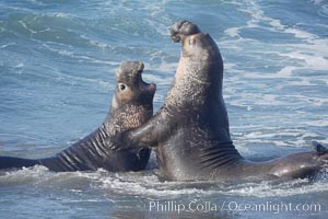 Male elephant seals (bulls) rear up on their foreflippers and fight in the surf for access for mating females that are in estrous.  Such fighting among elephant seals can take place on the beach or in the water.  They bite and tear at each other on the neck and shoulders, drawing blood and creating scars on the tough hides, Mirounga angustirostris, Piedras Blancas, San Simeon, California