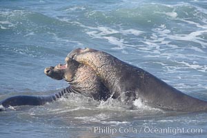 Male elephant seals (bulls) rear up on their foreflippers and fight in the surf for access for mating females that are in estrous.  Such fighting among elephant seals can take place on the beach or in the water.  They bite and tear at each other on the neck and shoulders, drawing blood and creating scars on the tough hides, Mirounga angustirostris, Piedras Blancas, San Simeon, California