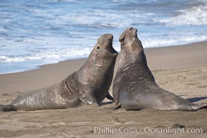 Male elephant seals (bulls) rear up on their foreflippers and fight for territory and harems of females.  Bull elephant seals will haul out and fight from December through March, nearly fasting the entire time as they maintain their territory and harem.  They bite and tear at each other on the neck and shoulders, drawing blood and creating scars on the tough hides, Mirounga angustirostris, Piedras Blancas, San Simeon, California