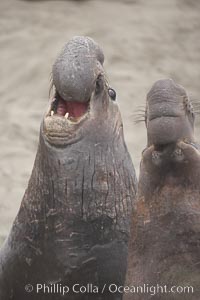 Male elephant seals (bulls) rear up on their foreflippers and fight for territory and harems of females.  Bull elephant seals will haul out and fight from December through March, nearly fasting the entire time as they maintain their territory and harem.  They bite and tear at each other on the neck and shoulders, drawing blood and creating scars on the tough hides, Mirounga angustirostris, Piedras Blancas, San Simeon, California