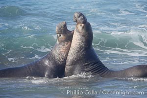 Male elephant seals (bulls) rear up on their foreflippers and fight in the surf for access for mating females that are in estrous.  Such fighting among elephant seals can take place on the beach or in the water.  They bite and tear at each other on the neck and shoulders, drawing blood and creating scars on the tough hides, Mirounga angustirostris, Piedras Blancas, San Simeon, California