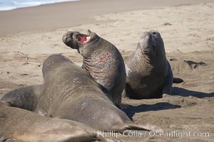 Male elephant seals (bulls) rear up on their foreflippers and fight for territory and harems of females.  Bull elephant seals will haul out and fight from December through March, nearly fasting the entire time as they maintain their territory and harem.  They bite and tear at each other on the neck and shoulders, drawing blood and creating scars on the tough hides, Mirounga angustirostris, Piedras Blancas, San Simeon, California