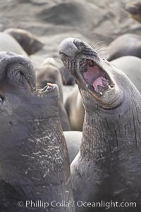 Male elephant seals (bulls) rear up on their foreflippers and fight for territory and harems of females.  Bull elephant seals will haul out and fight from December through March, nearly fasting the entire time as they maintain their territory and harem.  They bite and tear at each other on the neck and shoulders, drawing blood and creating scars on the tough hides, Mirounga angustirostris, Piedras Blancas, San Simeon, California