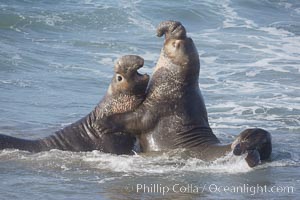 Male elephant seals (bulls) rear up on their foreflippers and fight in the surf for access for mating females that are in estrous.  Such fighting among elephant seals can take place on the beach or in the water.  They bite and tear at each other on the neck and shoulders, drawing blood and creating scars on the tough hides, Mirounga angustirostris, Piedras Blancas, San Simeon, California