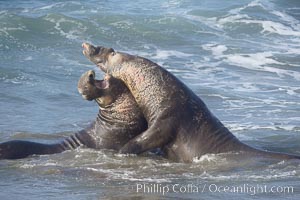 Male elephant seals (bulls) rear up on their foreflippers and fight in the surf for access for mating females that are in estrous.  Such fighting among elephant seals can take place on the beach or in the water.  They bite and tear at each other on the neck and shoulders, drawing blood and creating scars on the tough hides, Mirounga angustirostris, Piedras Blancas, San Simeon, California