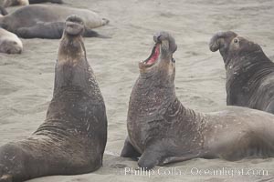 Male elephant seals (bulls) rear up on their foreflippers and fight for territory and harems of females.  Bull elephant seals will haul out and fight from December through March, nearly fasting the entire time as they maintain their territory and harem.  They bite and tear at each other on the neck and shoulders, drawing blood and creating scars on the tough hides, Mirounga angustirostris, Piedras Blancas, San Simeon, California