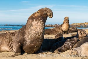 Northern elephant seals, Piedras Blancas, Mirounga angustirostris, San Simeon, California