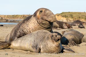 A bull elephant seal forceably mates (copulates) with a much smaller female, often biting her into submission and using his weight to keep her from fleeing. Males may up to 5000 lbs, triple the size of females. Sandy beach rookery, winter, Central California, Mirounga angustirostris, Piedras Blancas, San Simeon