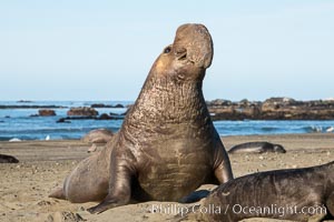 Northern elephant seals, Piedras Blancas, Mirounga angustirostris, San Simeon, California