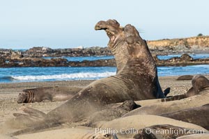 Male elephant seals (bulls) rear up on their foreflippers and fight for territory and harems of females. Bull elephant seals will haul out and fight from December through March, nearly fasting the entire time as they maintain their territory and harem. They bite and tear at each other on the neck and shoulders, drawing blood and creating scars on the tough hides. Sandy beach rookery, winter, Central California, Mirounga angustirostris, Piedras Blancas, San Simeon