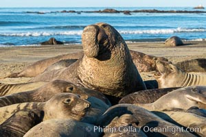 Northern elephant seals, Piedras Blancas, Mirounga angustirostris, San Simeon, California