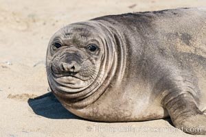 Northern elephant seals, Piedras Blancas, Mirounga angustirostris, San Simeon, California