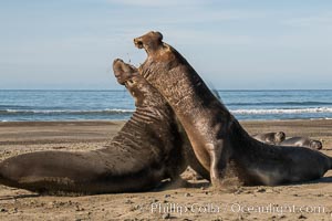 Male elephant seals (bulls) rear up on their foreflippers and fight for territory and harems of females. Bull elephant seals will haul out and fight from December through March, nearly fasting the entire time as they maintain their territory and harem. They bite and tear at each other on the neck and shoulders, drawing blood and creating scars on the tough hides. Sandy beach rookery, winter, Central California, Mirounga angustirostris, Piedras Blancas, San Simeon