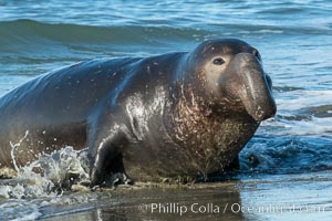 Northern elephant seals, Piedras Blancas, Mirounga angustirostris, San Simeon, California