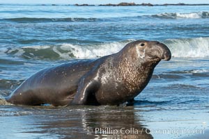 Northern elephant seals, Piedras Blancas, Mirounga angustirostris, San Simeon, California