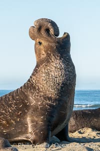 Bull elephant seal, adult male, bellowing. Its huge proboscis is characteristic of male elephant seals. Scarring from combat with other males