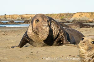 Northern elephant seals, Piedras Blancas, Mirounga angustirostris, San Simeon, California