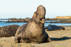 Bull elephant seal, adult male, bellowing. Its huge proboscis is characteristic of male elephant seals. Scarring from combat with other males, Mirounga angustirostris, Piedras Blancas, San Simeon, California