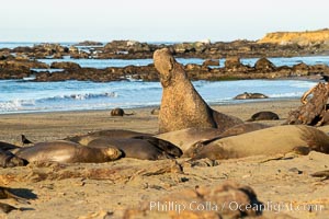 Northern elephant seals, Piedras Blancas, Mirounga angustirostris, San Simeon, California