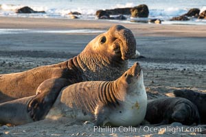 Northern elephant seals, Piedras Blancas, Mirounga angustirostris, San Simeon, California