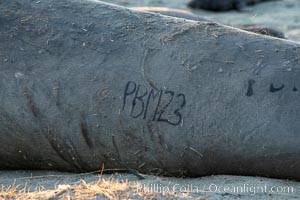 Northern elephant seals, Piedras Blancas, Mirounga angustirostris, San Simeon, California