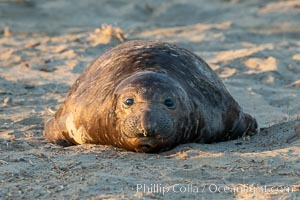 Northern elephant seals, Piedras Blancas, Mirounga angustirostris, San Simeon, California