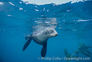 Northern fur seal swims through the cold waters and kelp forest of San Miguel Island, in California's northern Channel Islands, Callorhinus ursinus