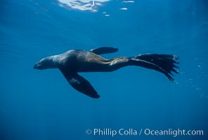 Northern fur seal, Callorhinus ursinus, San Miguel Island