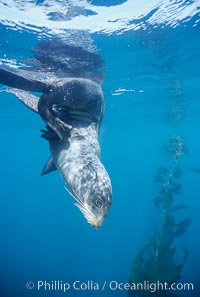 Northern fur seal underwater, Callorhinus ursinus, San Miguel Island, California.