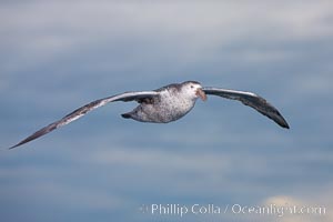 Northern giant petrel in flight at dusk, after sunset, as it soars over the open ocean in search of food, Macronectes halli
