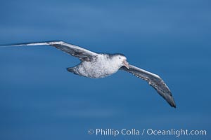 Northern giant petrel in flight at dusk, after sunset, as it soars over the open ocean in search of food, Macronectes halli