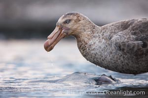 Northern giant petrel scavenging a fur seal carcass.  Giant petrels will often feed on carrion, defending it in a territorial manner from other petrels and carrion feeders, Macronectes halli, Right Whale Bay