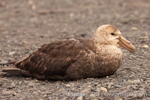 Northern giant petrel on pebble beach.