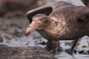 Northern giant petrel scavenging a fur seal carcass.  Giant petrels will often feed on carrion, defending it in a territorial manner from other petrels and carrion feeders, Macronectes halli, Right Whale Bay