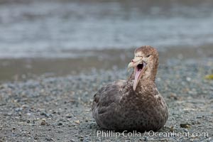 Northern giant petrel, opening beak, sitting on pebble beach, Macronectes halli, Right Whale Bay