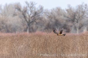 Northern Harrier, Circus hudsonius, Bosque del Apache NWR, Bosque del Apache National Wildlife Refuge, Socorro, New Mexico