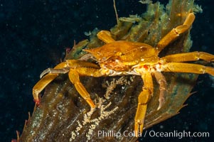 Northern kelp crab crawls amidst kelp blades and stipes, midway in the water column (below the surface, above the ocean bottom) in a giant kelp forest, Macrocystis pyrifera, Pugettia producta, San Nicholas Island