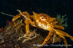 Northern kelp crab crawls amidst kelp blades and stipes, midway in the water column (below the surface, above the ocean bottom) in a giant kelp forest, Macrocystis pyrifera, Pugettia producta, San Nicholas Island