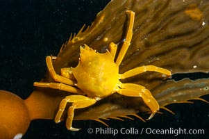 Northern kelp crab crawls amidst kelp blades and stipes, midway in the water column (below the surface, above the ocean bottom) in a giant kelp forest.