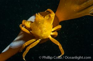 Northern kelp crab crawls amidst kelp blades and stipes, midway in the water column (below the surface, above the ocean bottom) in a giant kelp forest. San Nicholas Island, California, USA, Macrocystis pyrifera, Pugettia producta, natural history stock photograph, photo id 10219