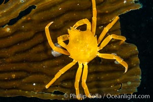 Northern kelp crab crawls amidst kelp blades and stipes, midway in the water column (below the surface, above the ocean bottom) in a giant kelp forest. San Nicholas Island, California, USA, Macrocystis pyrifera, Pugettia producta, natural history stock photograph, photo id 10220