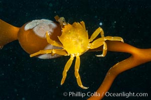 Northern kelp crab crawls amidst kelp blades and stipes, midway in the water column (below the surface, above the ocean bottom) in a giant kelp forest, Macrocystis pyrifera, Pugettia producta, San Nicholas Island