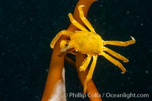 Northern kelp crab crawls amidst kelp blades and stipes, midway in the water column (below the surface, above the ocean bottom) in a giant kelp forest, Macrocystis pyrifera, Pugettia producta, San Nicholas Island