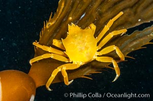 Northern kelp crab crawls amidst kelp blades and stipes, midway in the water column (below the surface, above the ocean bottom) in a giant kelp forest, Macrocystis pyrifera, Pugettia producta, San Nicholas Island