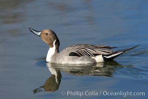 Northern pintail, male, Anas acuta, Upper Newport Bay Ecological Reserve, Newport Beach, California