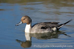 Northern pintail, male, Anas acuta, Upper Newport Bay Ecological Reserve, Newport Beach, California